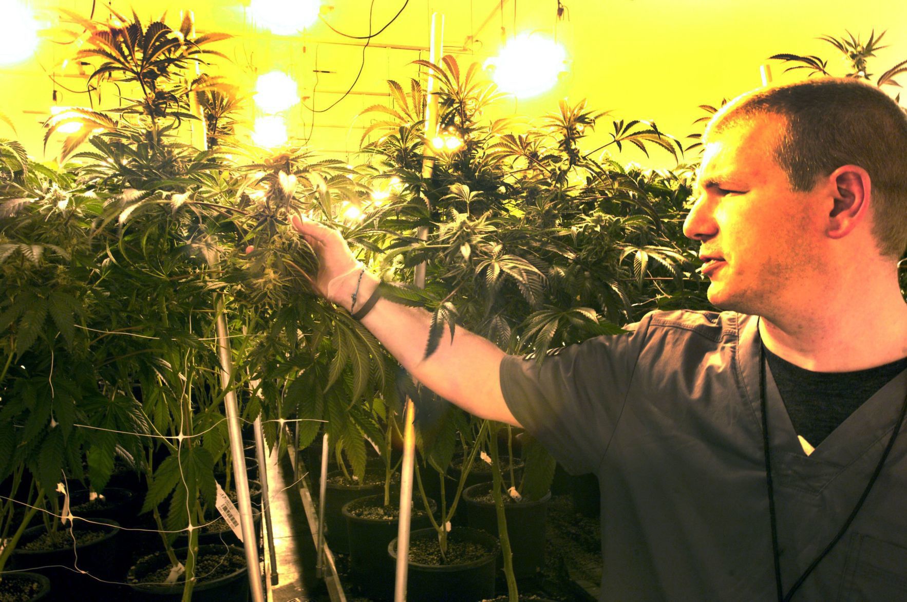 010419-blm-loc-2marijuana